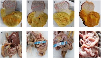 Comparison of gut microbiota immunity and pathology in specific-pathogen-free chickens with glandular and muscular gastritis using different methods